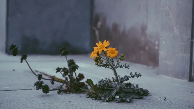 Ảnh bìa: Bí Ẩn Trú Dạ Quý Nhân: Khi Ân Nhân Hóa Thành Cạm Bẫy Trong Lục Nhâm Đại Độn